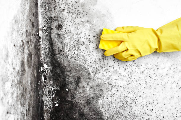 Hughestown, PA Mold Remediation Company