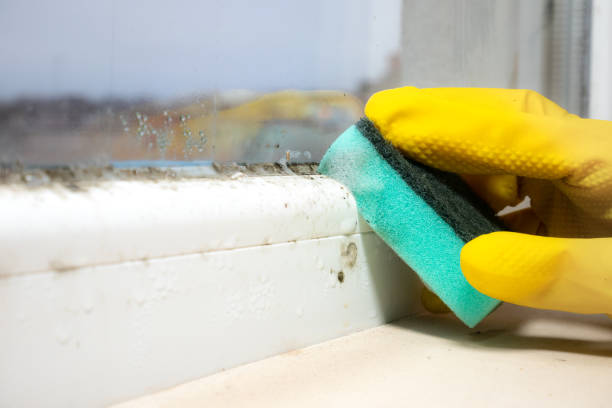 Reliable Hughestown, PA Mold Remediation Solutions