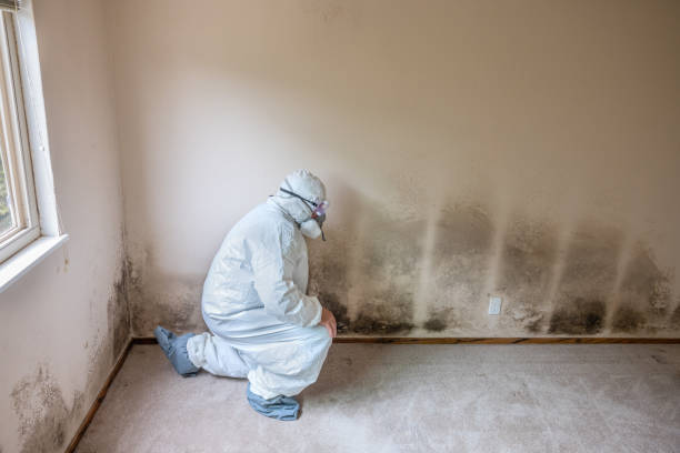 Best Kitchen Mold Remediation in Hughestown, PA