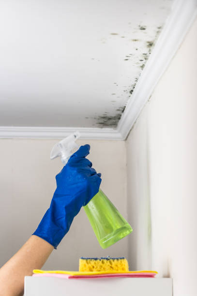 Best Residential Mold Remediation in Hughestown, PA